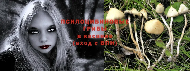 где продают наркотики  kraken ссылки  Псилоцибиновые грибы Psilocybine cubensis  Краснотурьинск 